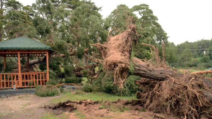Kars'ta hortum ağaçları kökünden söktü