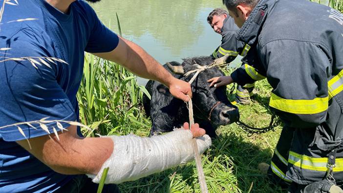 Hayvan pazarından kaçtı, Melen Çayı'na düştü