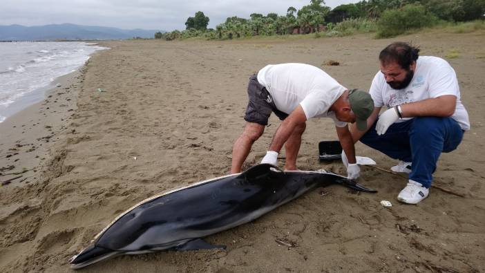 Aydın'da yunuslar kıyıya vurdu