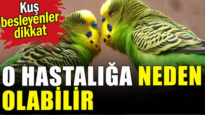 Kuş beslemek akciğer hastalığına neden olabilir