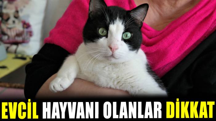 Evcil hayvanı olanlar dikkat!