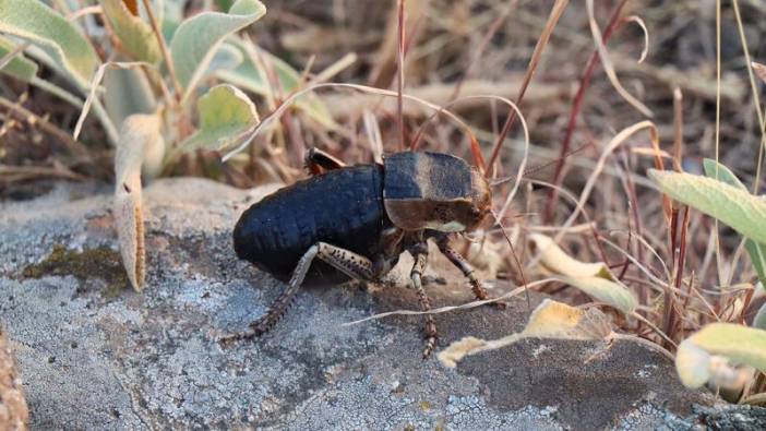 Çok nadir bulunan çekirge Kilis'te görüldü