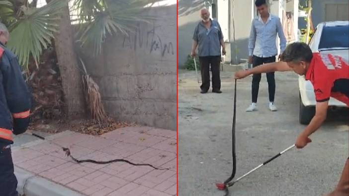 Havalar ısındı yılanlar ortaya çıktı