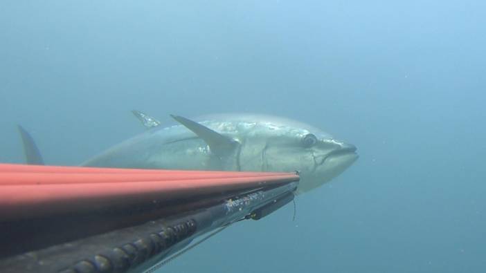 Çanakkale Boğazı'nda zıpkınla 110 kiloluk orkinos avladı