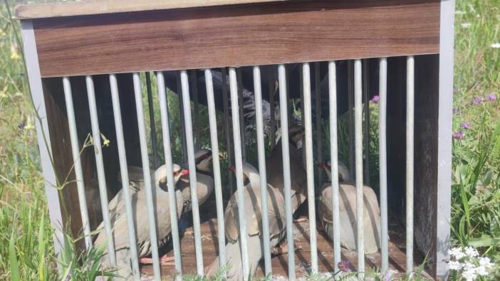 Kaçak avcılardan ele geçirilen keklikler doğaya bırakıldı