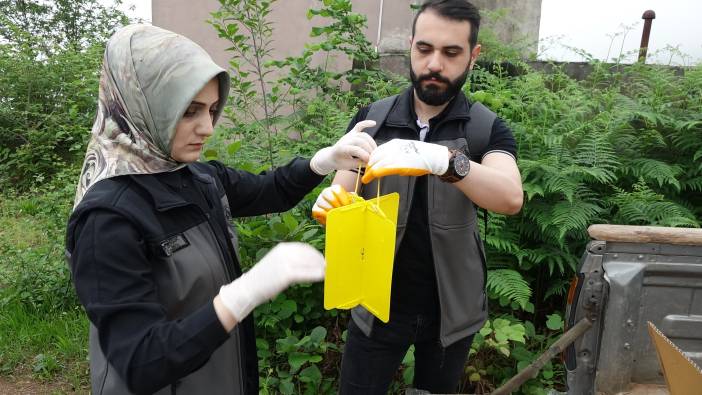 Karadeniz'de 'katil arı'ya karşı yapışkanlı tuzak