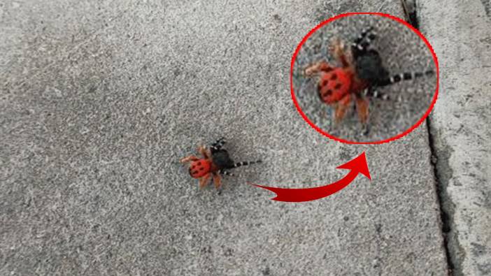 O ilde zehirli uğur böceği örümceği paniği