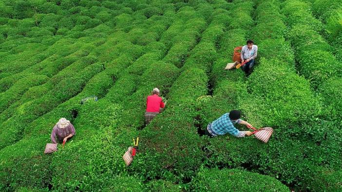 Rize'nin çay ihracatı milyon dolarları aştı