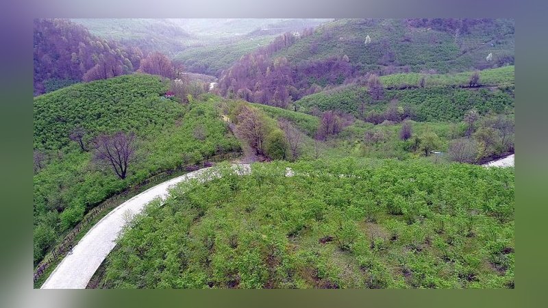 Karadeniz 'yeşil deniz' gibi