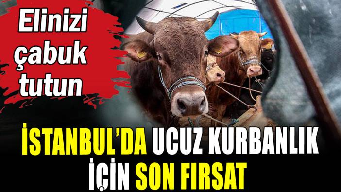 Ucuza kurbanlık almak isteyenler için son fırsat
