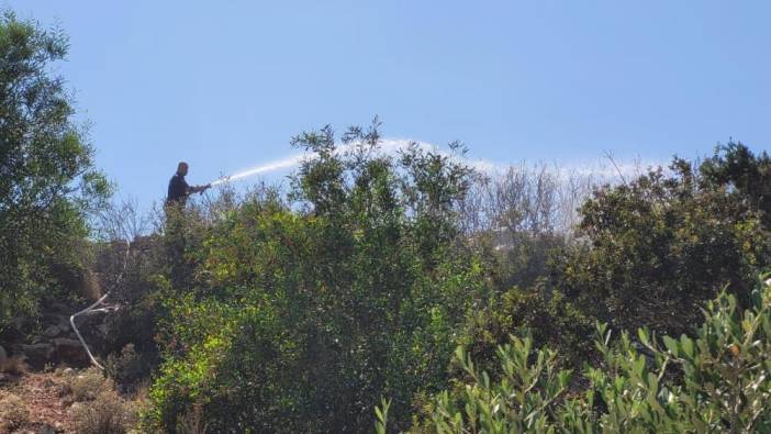 Aydın Didim'de yangın