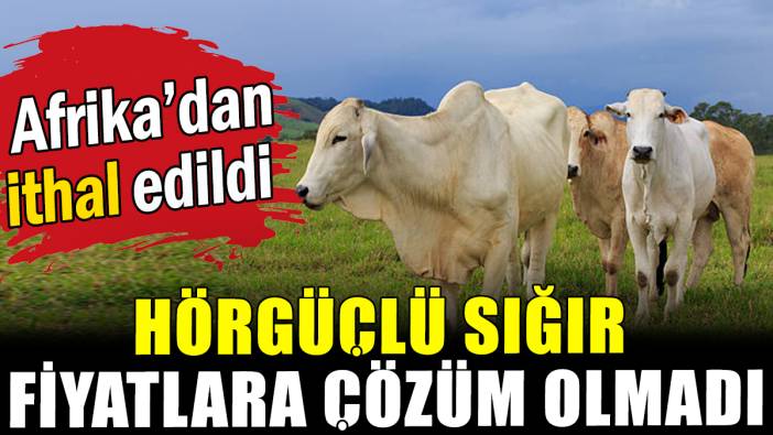 Et fiyatlarına hörgüçlü sığır müdahalesi