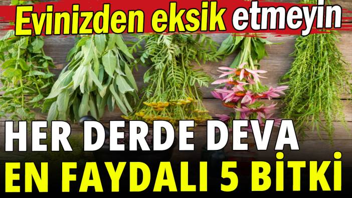 Her derde deva en faydalı 5 bitki