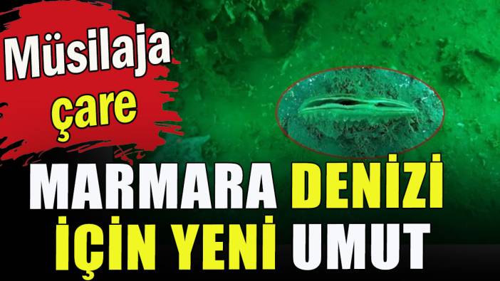 Marmara Denizi için yeni umut