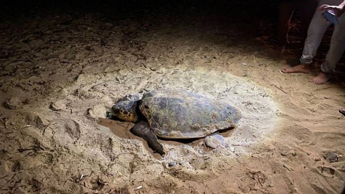 Aydın'da caretta caretta nöbeti