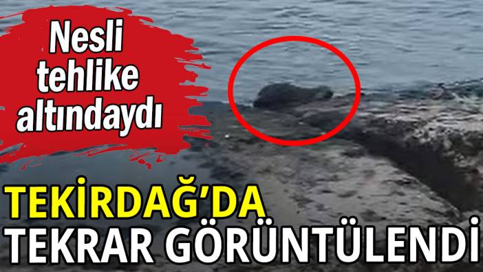 Nesli tehlike altındaydı: Tekirdağ'da tekrar görüntülendi