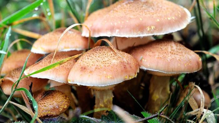 Bolu'da mantardan zehirlenen aynı aileden 4 kişi hastaneye kaldırıldı