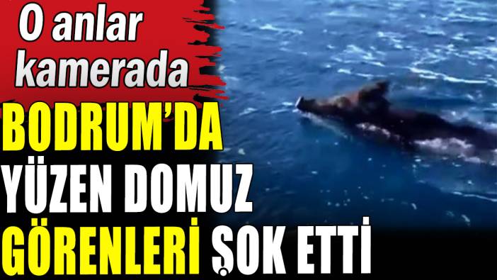 Bodrum'da yüzen domuz görenleri şok etti