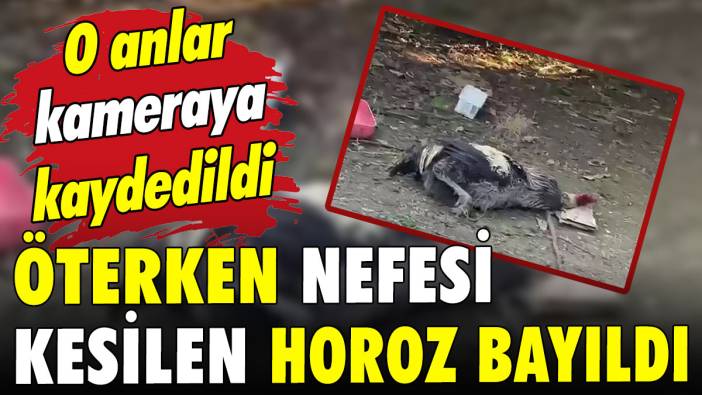 Öterken nefesi tükenen horoz bayıldı!