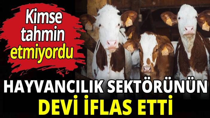 Hayvancılık sektörünün devi iflas etti