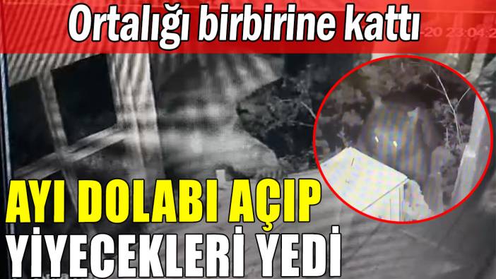 Ayı ortalığı birbirine kattı