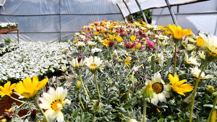 Söke çiçeklerle renkleniyor