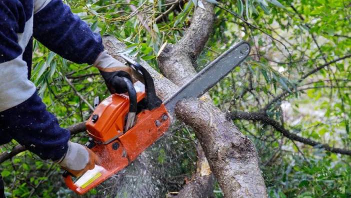 Ağaç kesme yasağı yıllar sonra kaldırıldı