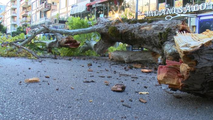 200 yıllık koca çınar devrildi