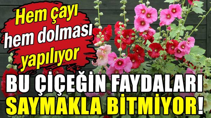 Bu çiçeğin faydaları saymakla bitmiyor: Hem çayı hem dolması yapılıyor