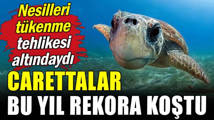 Nesilleri tükenme tehlikesi altındaydı: Carettalar bu yıl rekora koştu