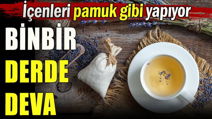 Lavanta binbir derde deva