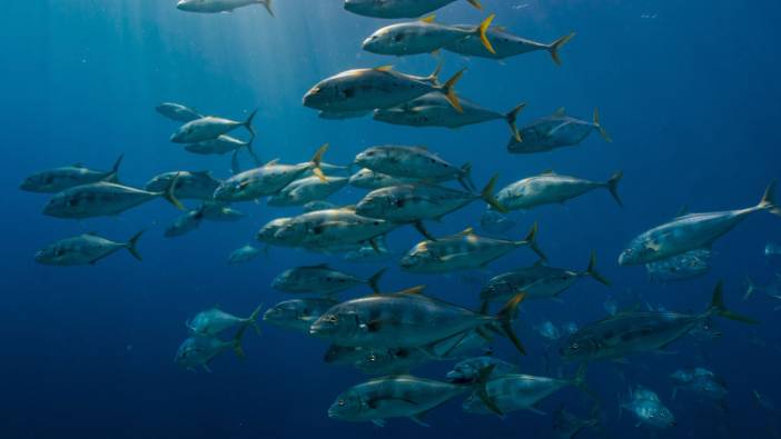 Türkiye'nin deniz ve tatlı su balıkları 'kırmızı liste'ye alındı
