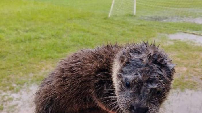 Pikniğe gittiler, nesli tükenmekte olan hayvanla karşılaştılar