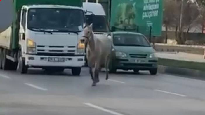 Otoyolda sahipsiz dolaşan at trafiği tehlikeye düşürdü