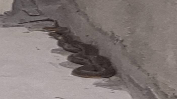 3 buçuk metrelik yılan böyle yakalandı