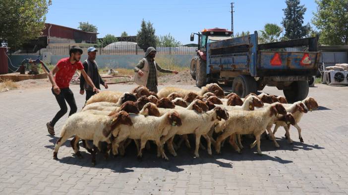 Depremzedelere küçükbaş hayvan desteği