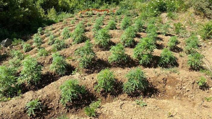 Bingöl'de kenevir operasyonu: Binlerce kök ele geçirildi