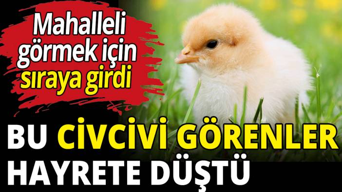 Bu civcivi görenler hayrete düştü