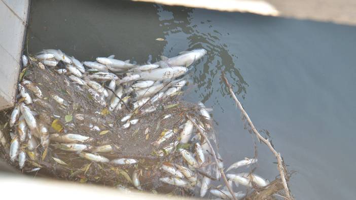 Ceyhan Nehri'nde korkutan balık ölümleri