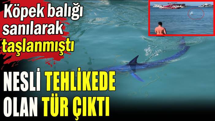 Köpek balığı sanılıp taşlanmıştı, nesli tehlikede olan tür çıktı