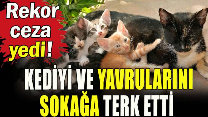 Kediyi ve yavrularını sokağa terk etti, rekor ceza yedi!