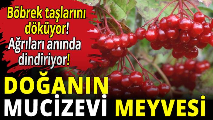 Gilaburu böbrek taşlarını döküyor! Ağrıları anında dindiriyor!