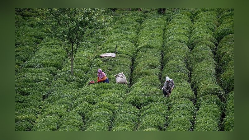 Arap iş adamlarının yeni gözdesi Karadeniz