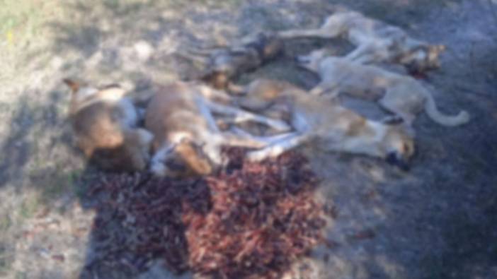Bolu'da ormanda zehirlenerek öldürülmüş 6 köpek bulundu