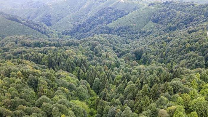 Sakarya'da ormanlık alanlara girişler 1 Kasım'a kadar yasaklandı