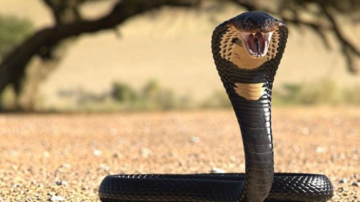 5 kişi bir iş insanını öldürmek için kobra yılanı kullandılar