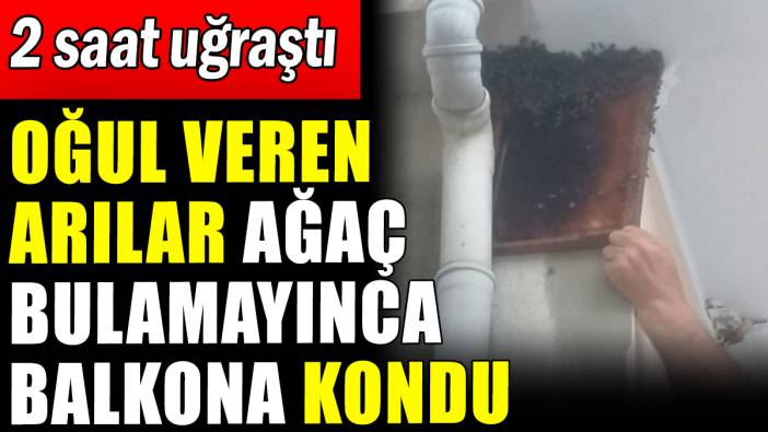 Arılar ağaç bulamayınca evin balkonuna oğul verdi