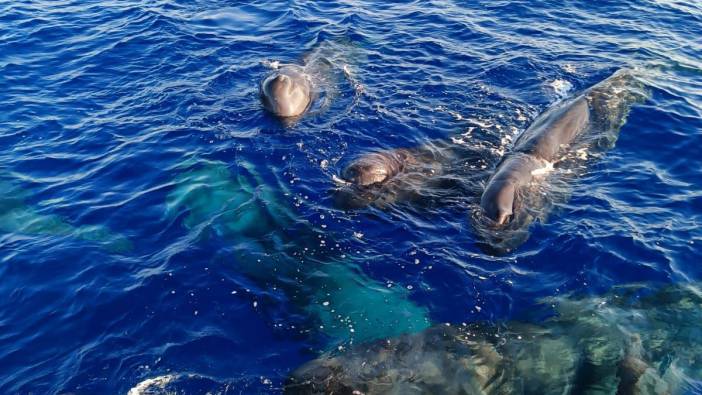 Kaş ve Fethiye'de ispermeçet balinaları görüntülendi