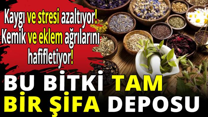 Bu bitki tam şifa deposu! Kaygı ve stresi azaltıyor