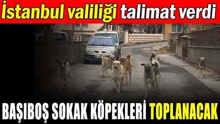İstanbul'da başıboş köpek sorunu için harekete geçildi